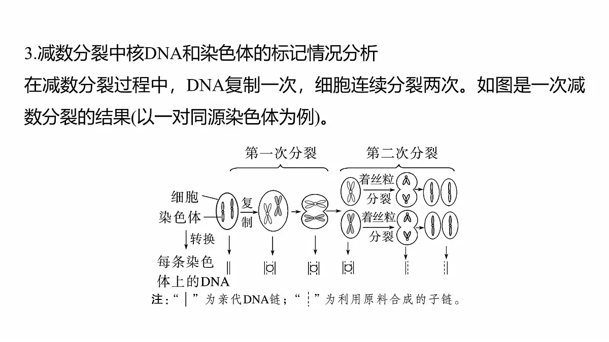 第四单元　专题突破5　DNA复制与细胞分裂中染色体的标记问题第5页