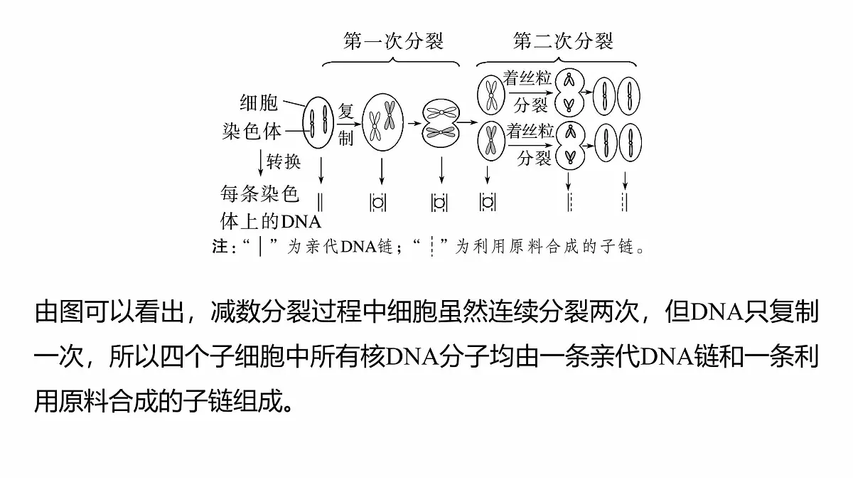 第四单元　专题突破5　DNA复制与细胞分裂中染色体的标记问题第6页