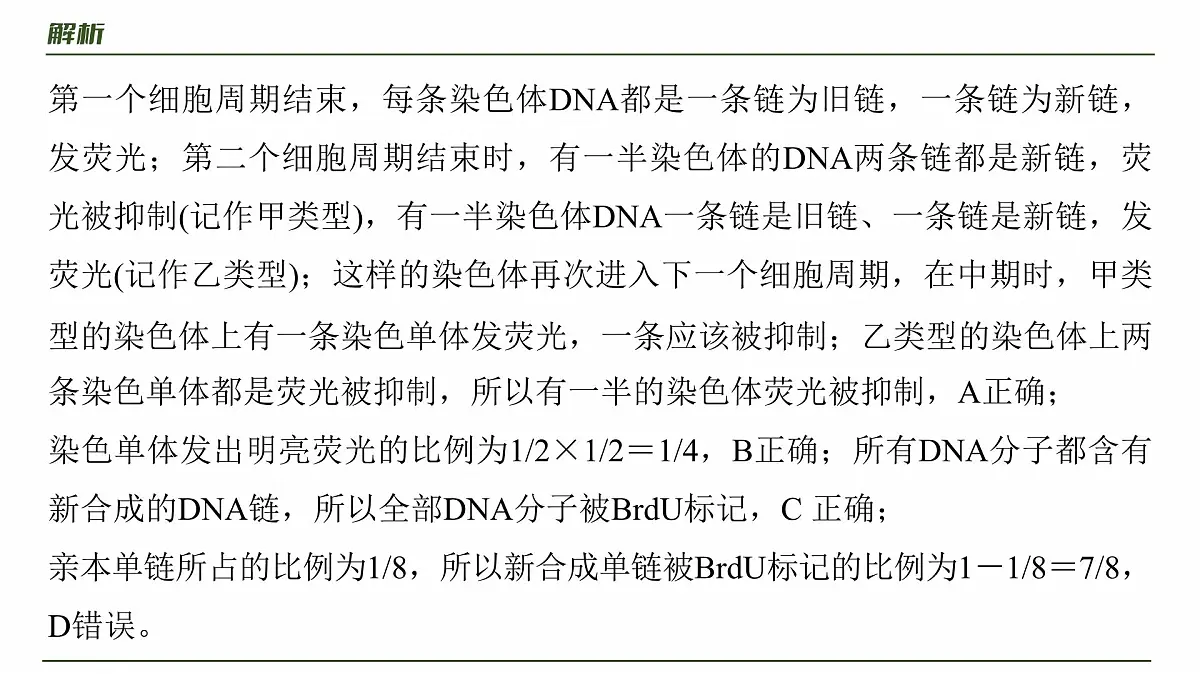 第四单元　专题突破5　DNA复制与细胞分裂中染色体的标记问题第8页
