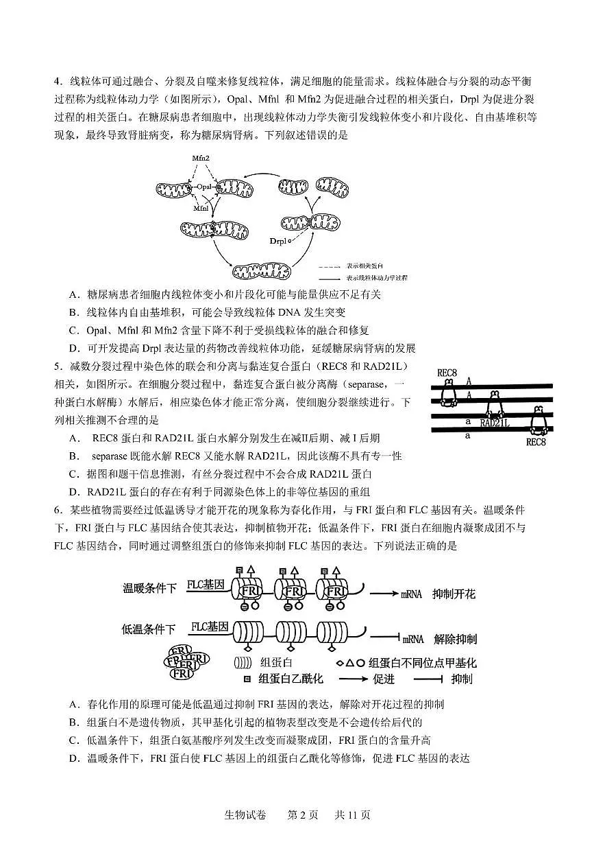 辽宁省实验中学2025届高三下学期第四次模拟考试生物试卷（含答案）第2页