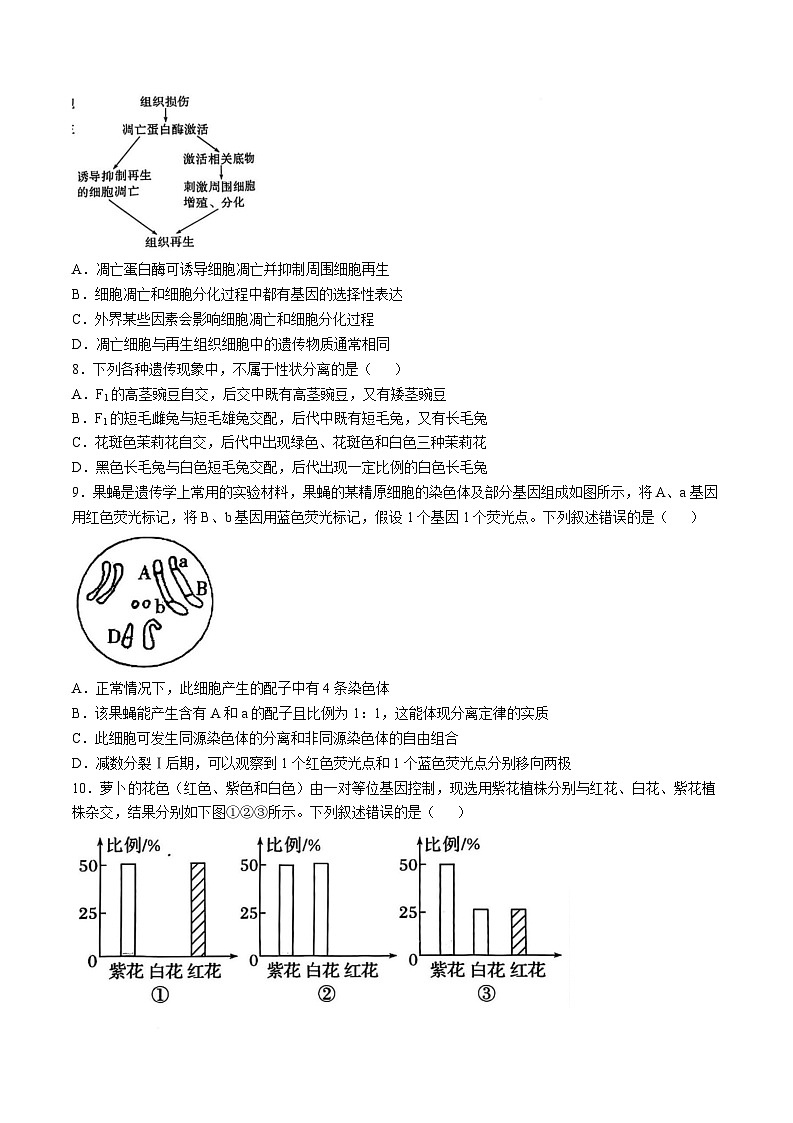 湖北省重点高中智学联盟2024-2025学年高一下学期5月联考生物试卷（Word版附解析）第3页