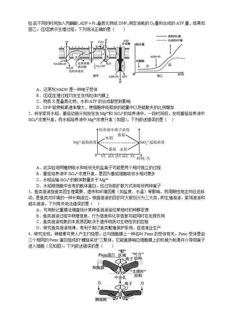 恩施高中、夷陵中学、郧阳中学2025届高三确定卷生物第2页