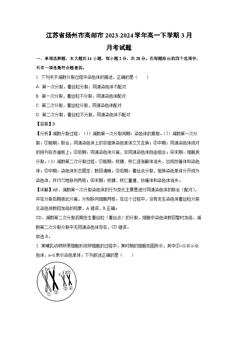 江苏省扬州市高邮市2023-2024学年高一下学期3月月考生物试卷（解析版）第1页