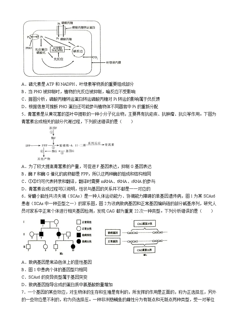 安徽省淮北市第一中学2025届高三下学期最后一卷生物试题（高考模拟）第2页