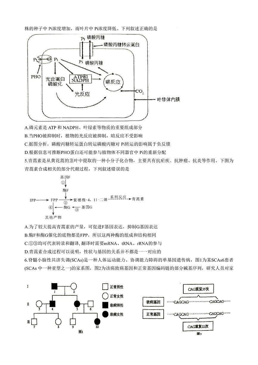 安徽省淮北市第一中学2025届高三下学期最后一卷生物试卷（PDF版附答案）第2页