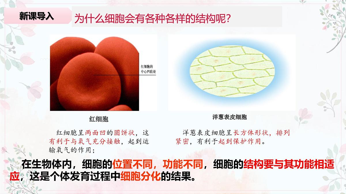 1.2《细胞的多样性和统一性》课件 PPT第6页