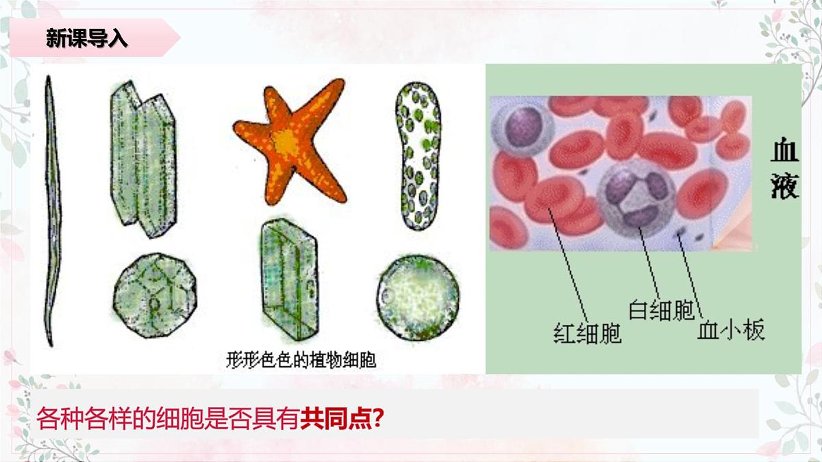 1.2《细胞的多样性和统一性》课件 PPT第7页