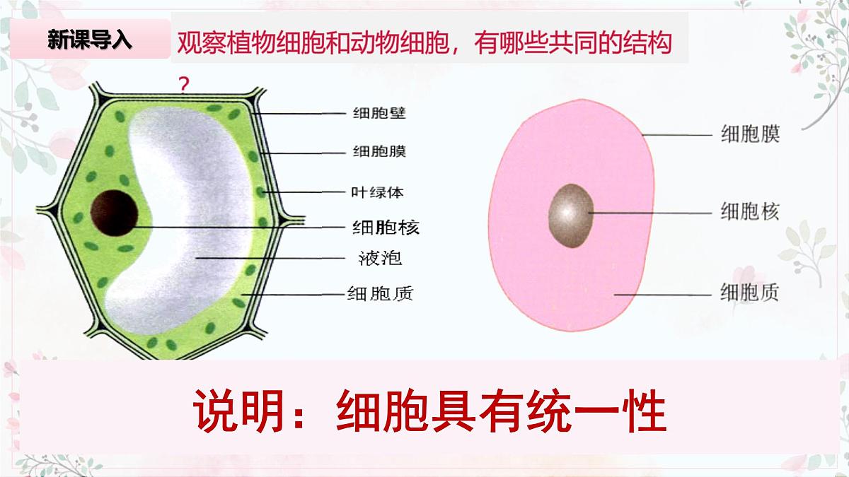 1.2《细胞的多样性和统一性》课件 PPT第8页