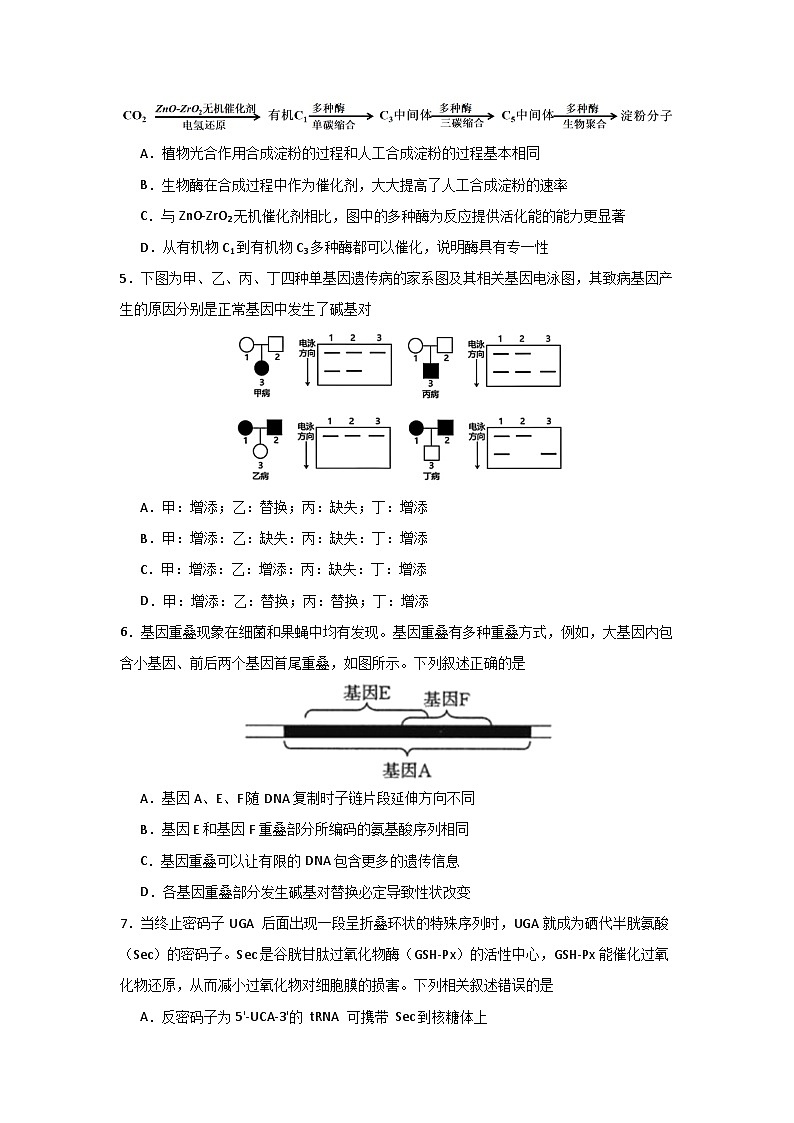 2025届河南省信阳市浉河区信阳高级中学高三下学期高考考前适应性演练生物试题第2页