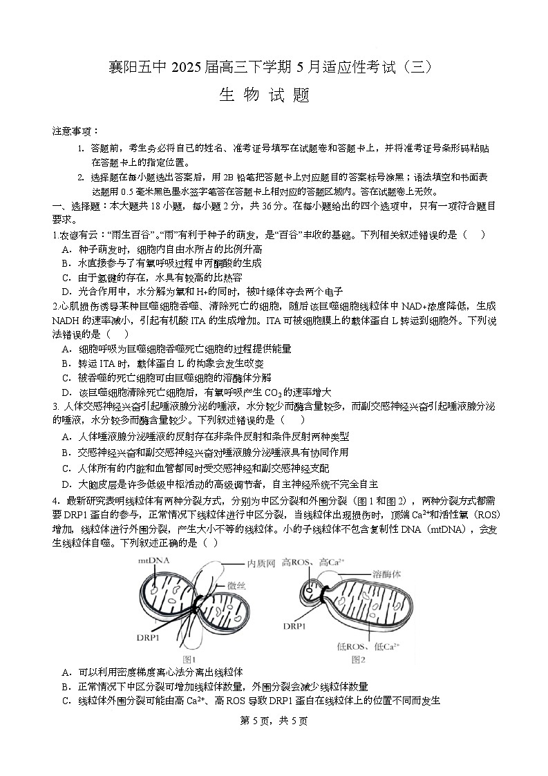 2025届湖北省襄阳市第五中学高三下学期5月适应性考试（三）生物试卷第1页