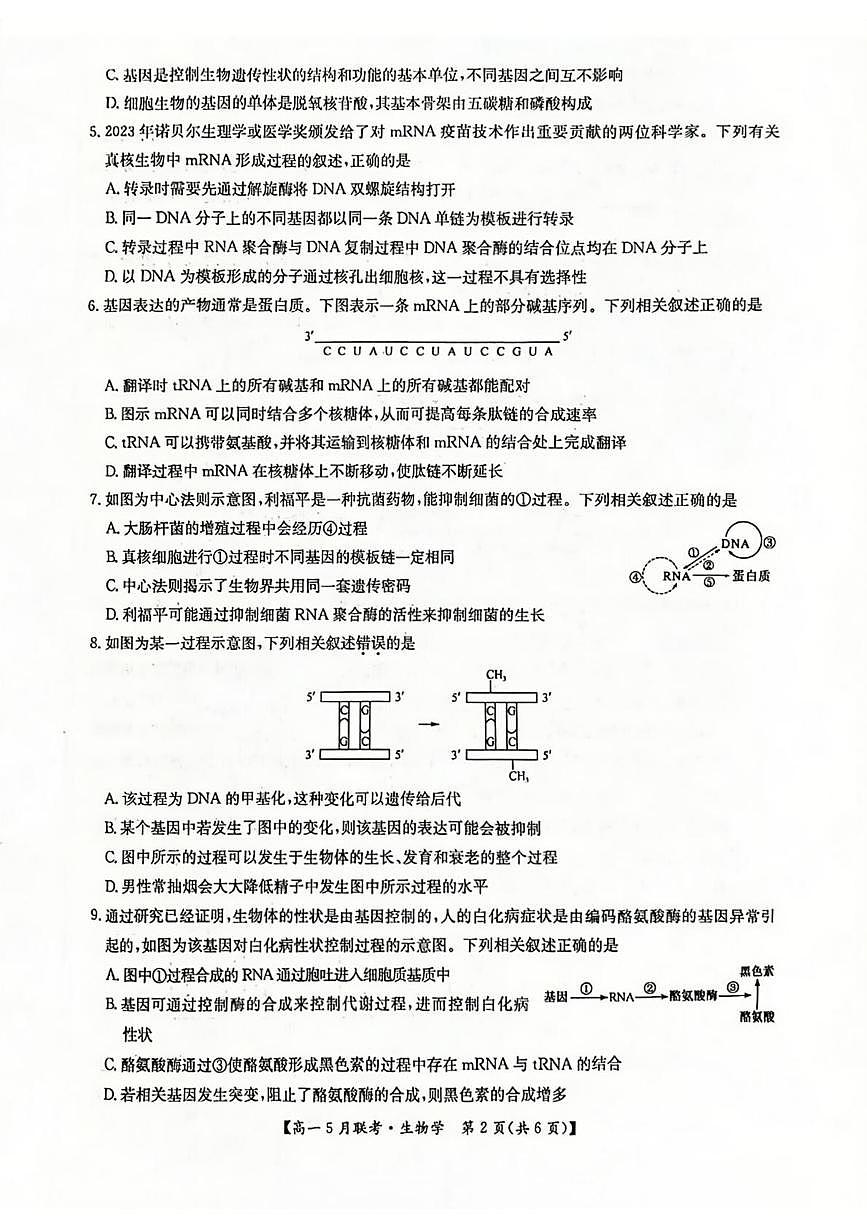 河南省洛阳市强基联盟2024-2025学年高一下学期5月月考生物试题第2页