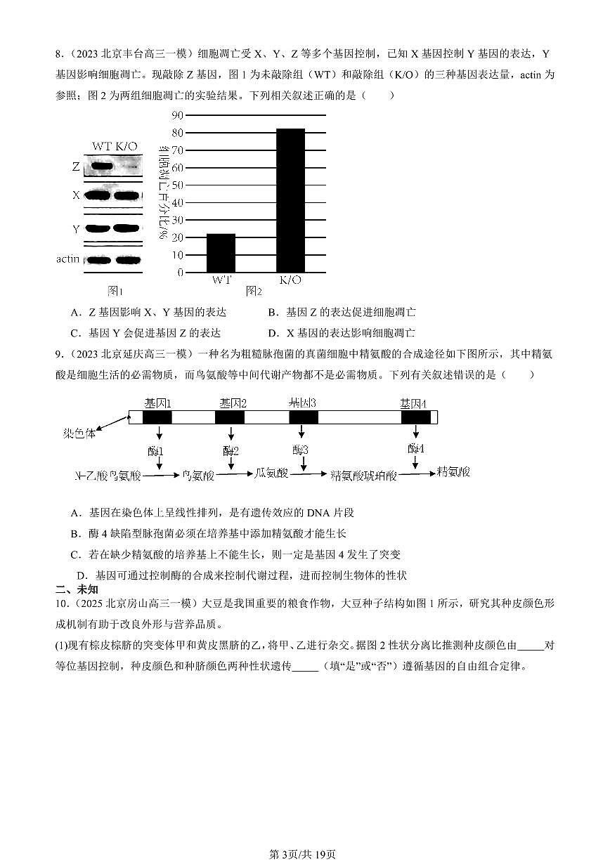 2023-2025北京高三一模[高考模拟]生物汇编：基因的表达与性状关系第3页