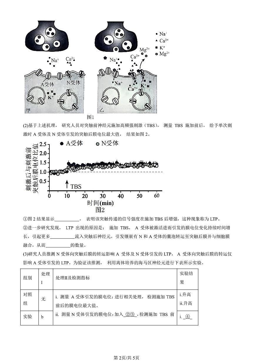 2023-2025北京高三一模[高考模拟]生物汇编：人脑的高级功能第2页