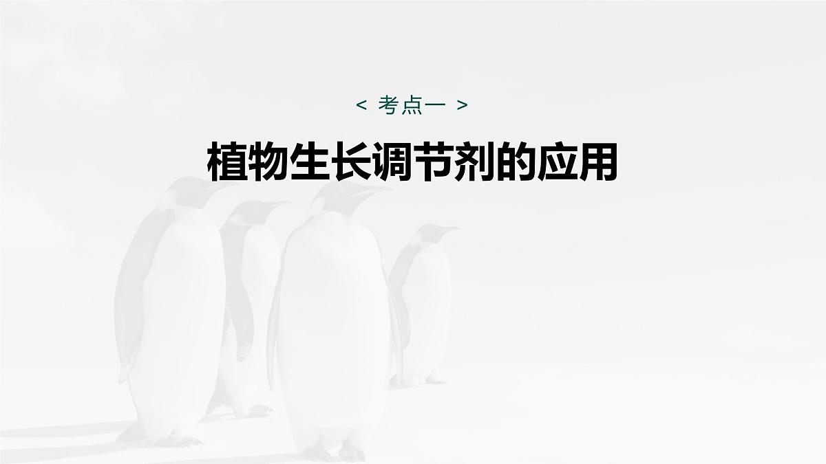 第八单元　第41课时　植物生长调节剂的应用及环境因素参与调节植物的生命活动第5页