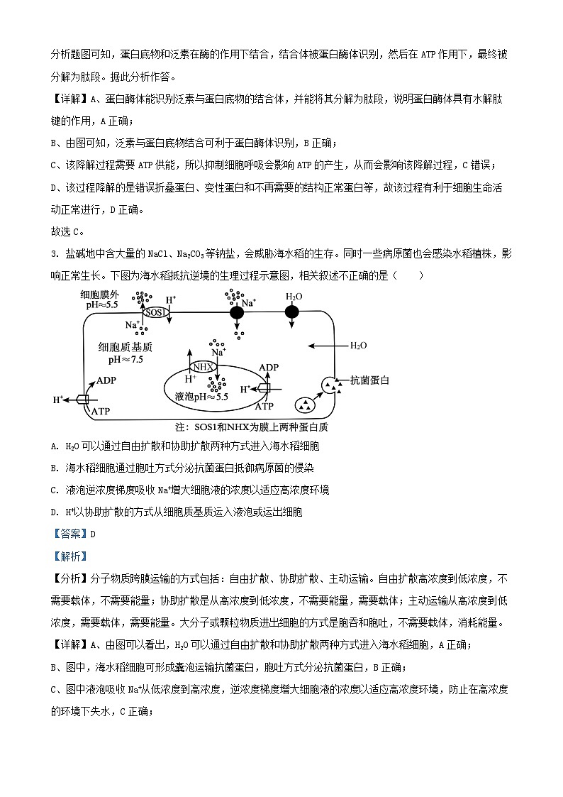 北京市2024_2025学年高三生物上学期10月考试试题含解析第2页