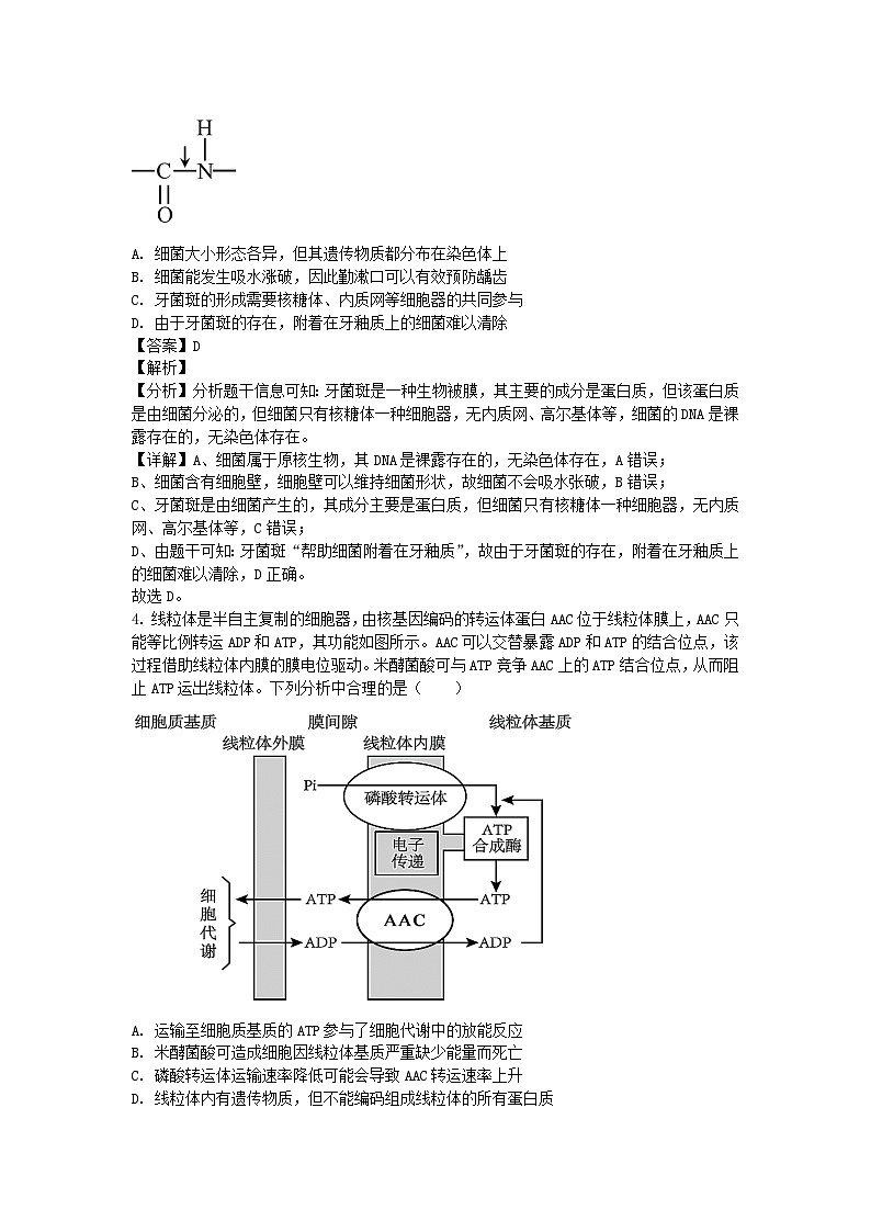 四川省成都市2024_2025学年高三生物上学期10月月考试题含解析 (1)第2页