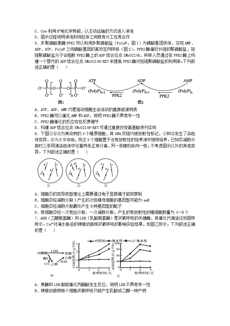四川省成都市2024_2025学年高三生物上学期10月月考试题第2页