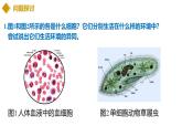 1.1 細(xì)胞生活的環(huán)境（教學(xué)課件）-2025-2026學(xué)年高中生物選擇性必修1（人教版2019）