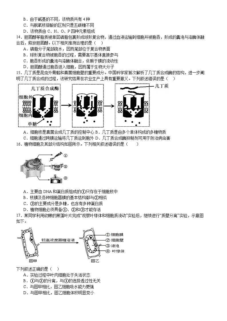 河南省驻马店市新蔡县第一高级中学2024-2025学年高二下学期6月月考生物试题第3页