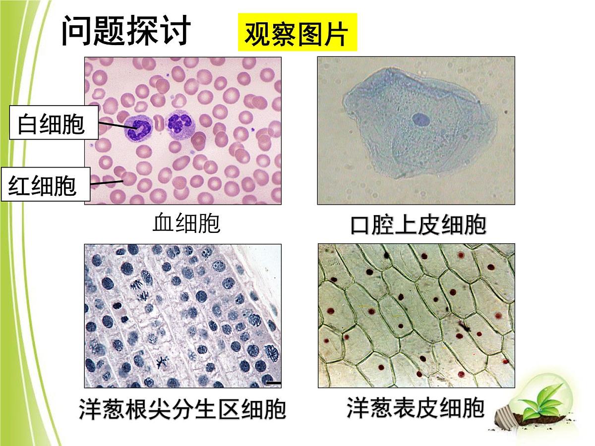 人教版 (新课标)高中生物必修1 1-2《细胞的多样性和统一性（第2课时）》课件第4页