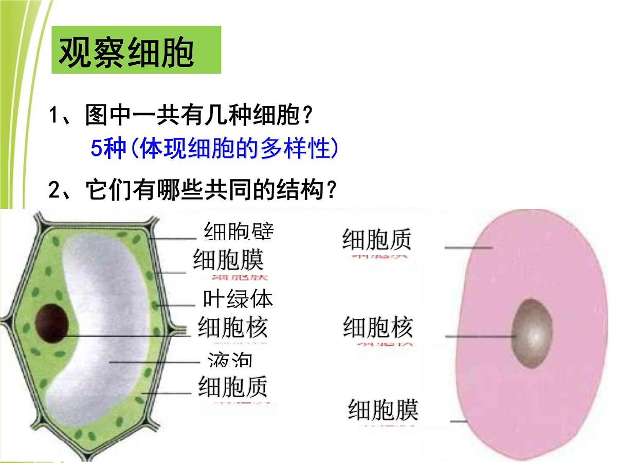 人教版 (新课标)高中生物必修1 1-2《细胞的多样性和统一性（第2课时）》课件第5页