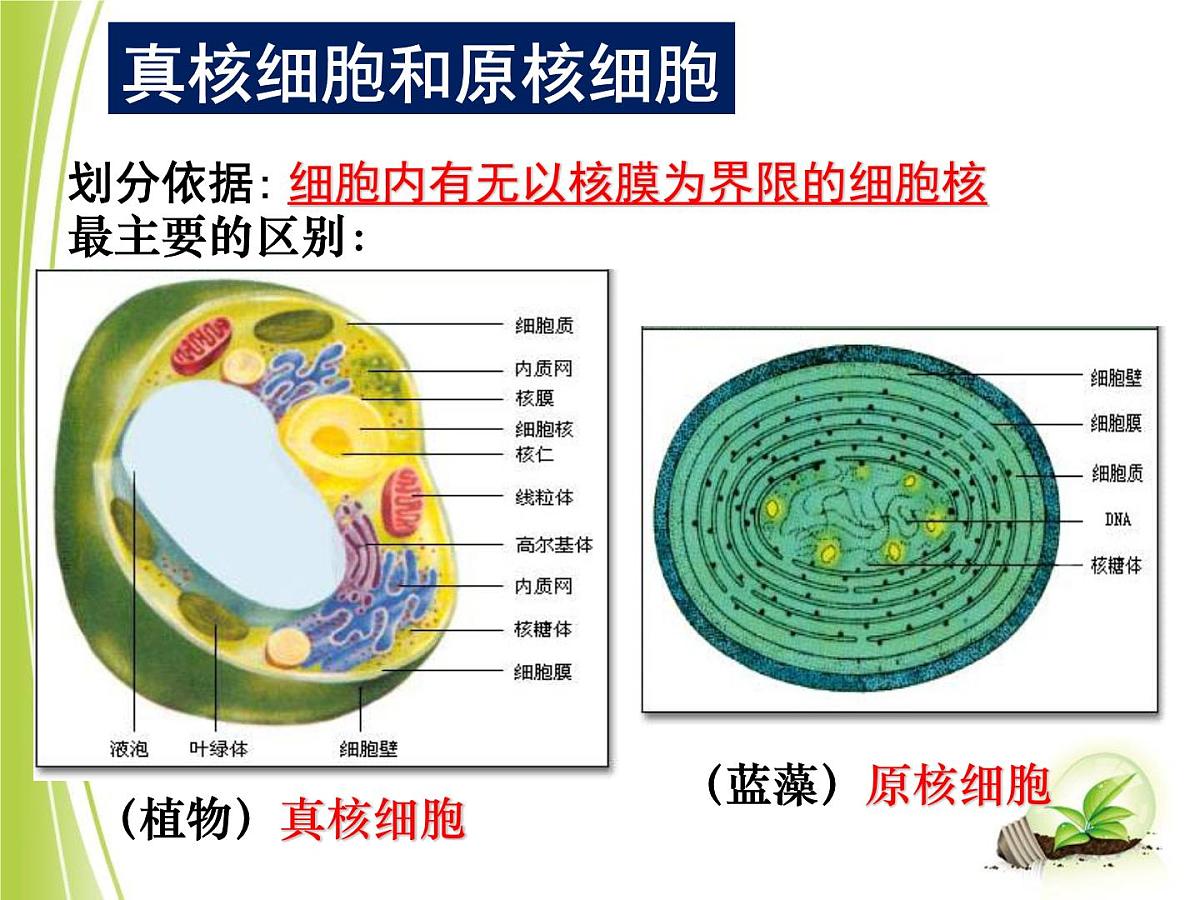 人教版 (新课标)高中生物必修1 1-2《细胞的多样性和统一性（第2课时）》课件第6页