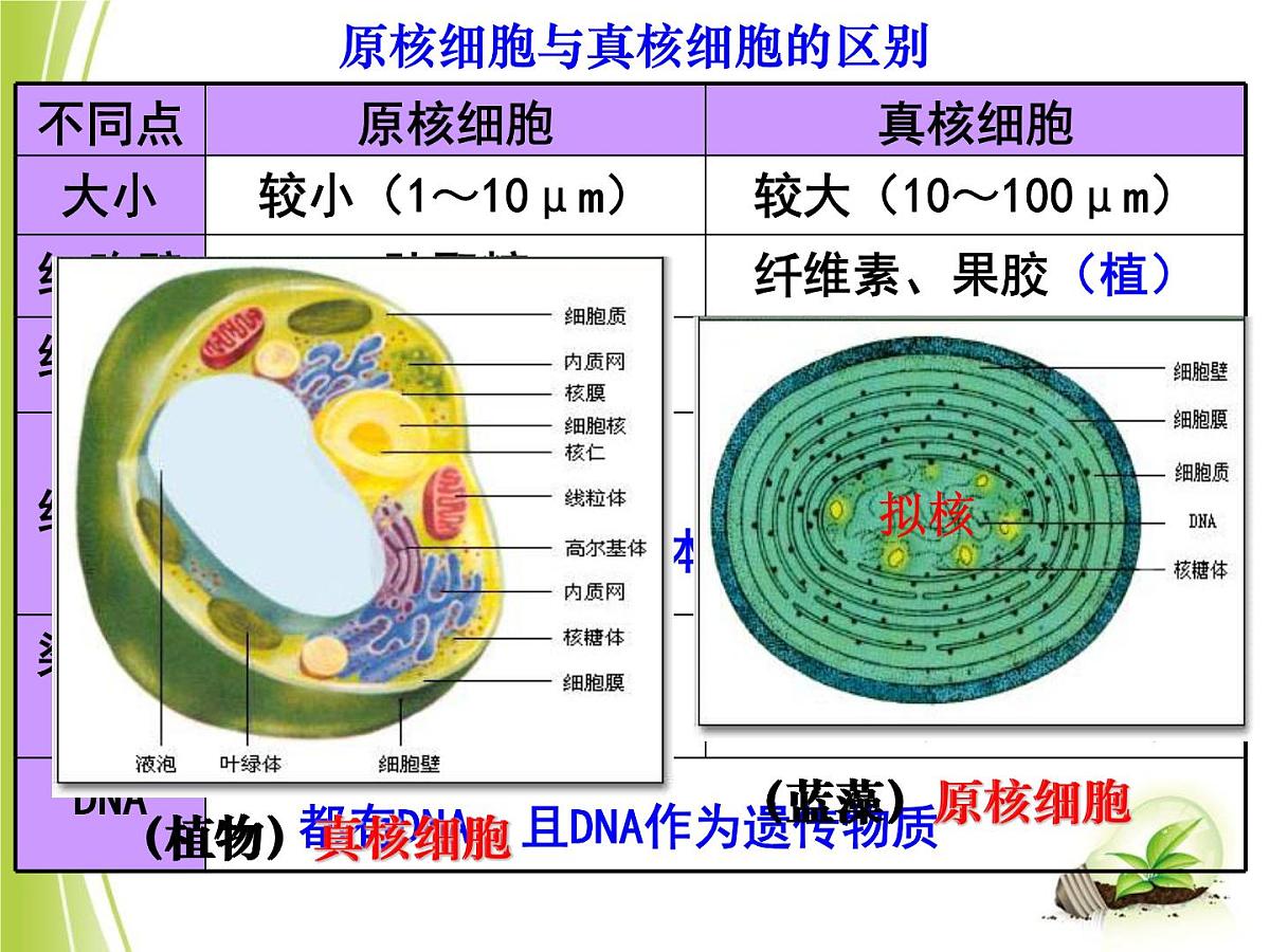 人教版 (新课标)高中生物必修1 1-2《细胞的多样性和统一性（第2课时）》课件第7页