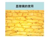 人教版 (新課標(biāo))高中生物必修1 1-2《細(xì)胞的多樣性和統(tǒng)一性（第1課時(shí)）》課件