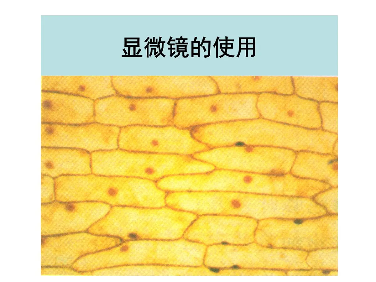 人教版 (新课标)高中生物必修1 1-2《细胞的多样性和统一性（第1课时）》课件第1页