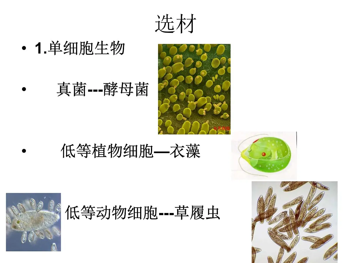 人教版 (新课标)高中生物必修1 1-2《细胞的多样性和统一性（第1课时）》课件第3页