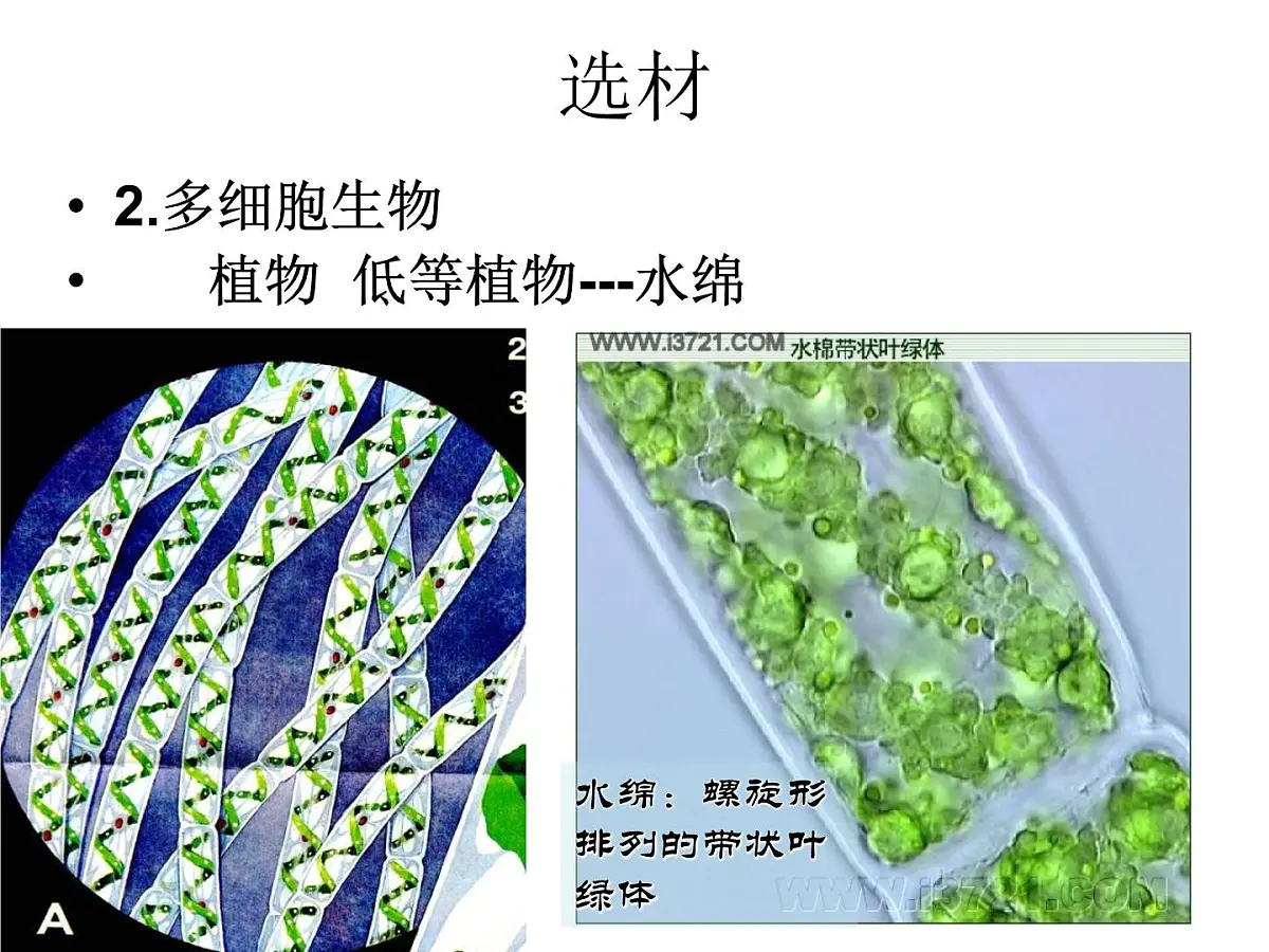 人教版 (新课标)高中生物必修1 1-2《细胞的多样性和统一性（第1课时）》课件第4页