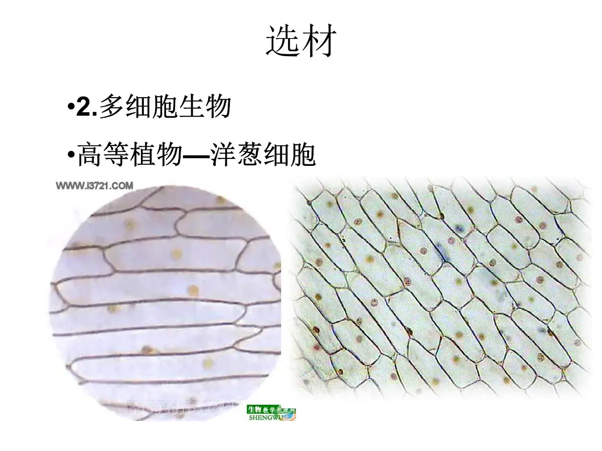 人教版 (新课标)高中生物必修1 1-2《细胞的多样性和统一性（第1课时）》课件第5页