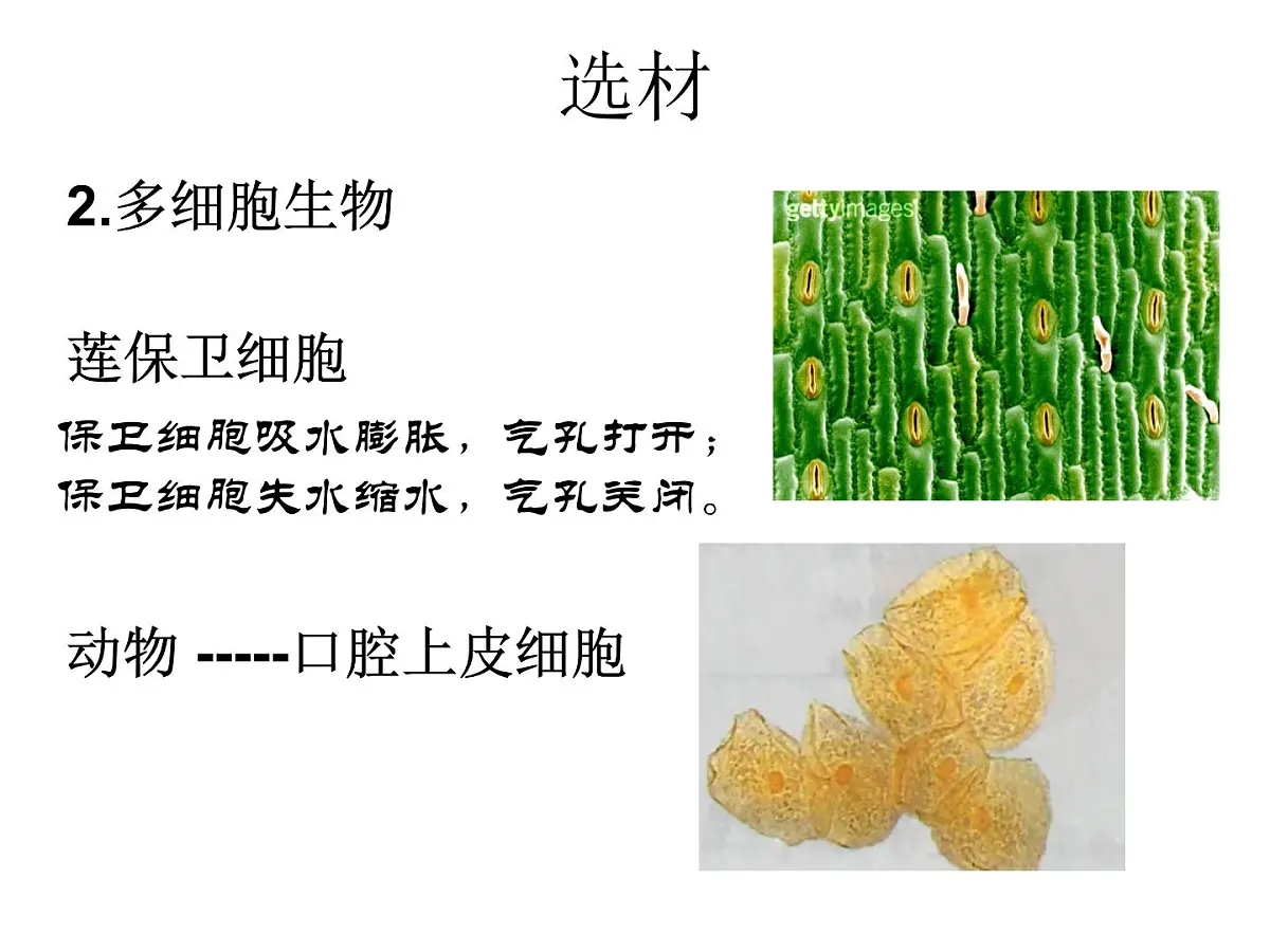 人教版 (新课标)高中生物必修1 1-2《细胞的多样性和统一性（第1课时）》课件第6页
