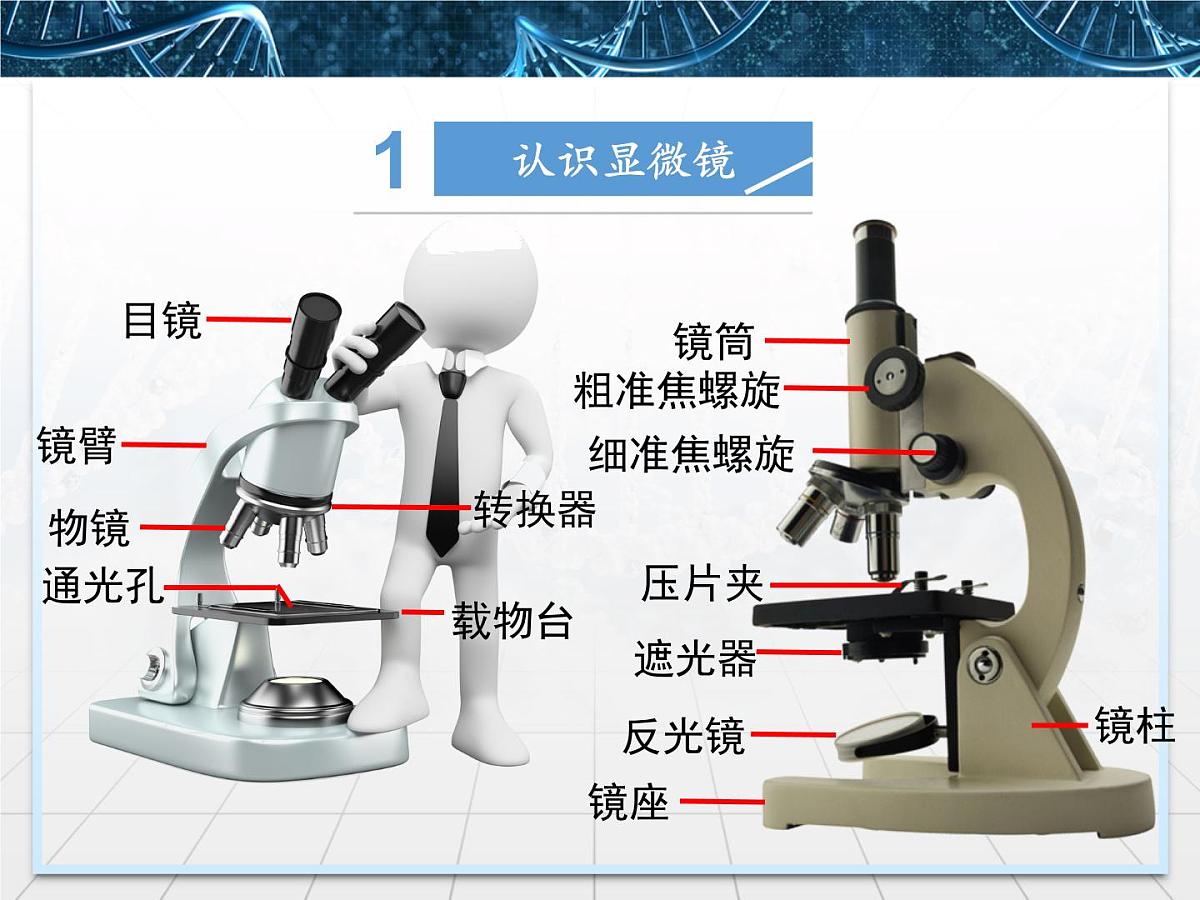 人教版 (新课标)高中生物必修1 1-2《细胞的多样性和统一性》第一课时课件第5页