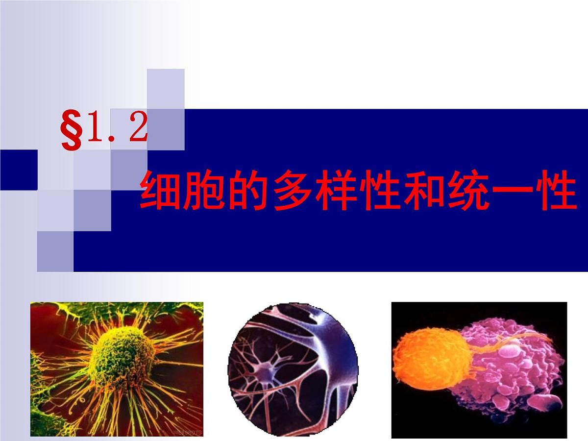 人教版 (新课标)高中生物必修1 1-2《细胞的多样性和统一性》（第2课时）课件第1页