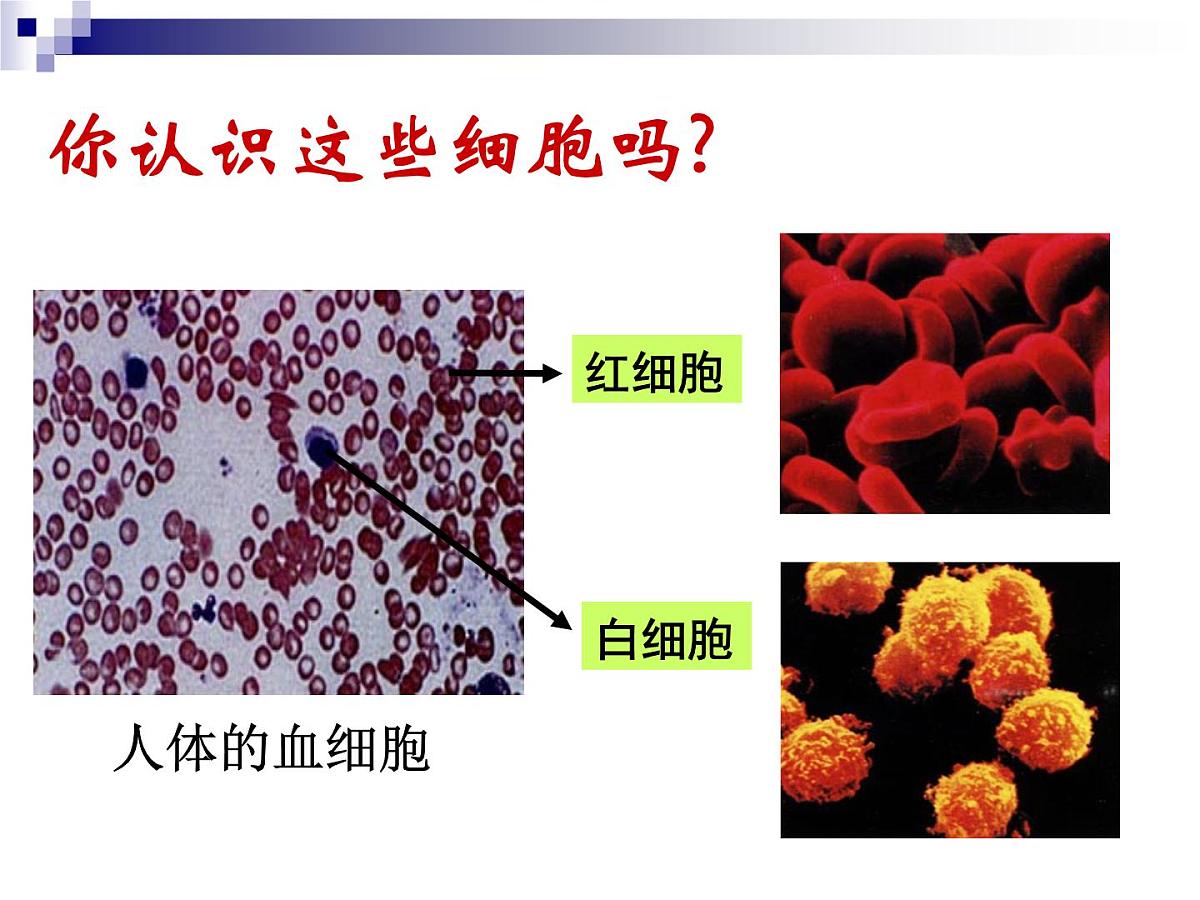人教版 (新课标)高中生物必修1 1-2《细胞的多样性和统一性》（第2课时）课件第2页