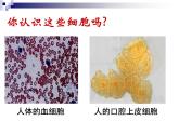 人教版 (新課標(biāo))高中生物必修1 1-2《細(xì)胞的多樣性和統(tǒng)一性》（第2課時(shí)）課件