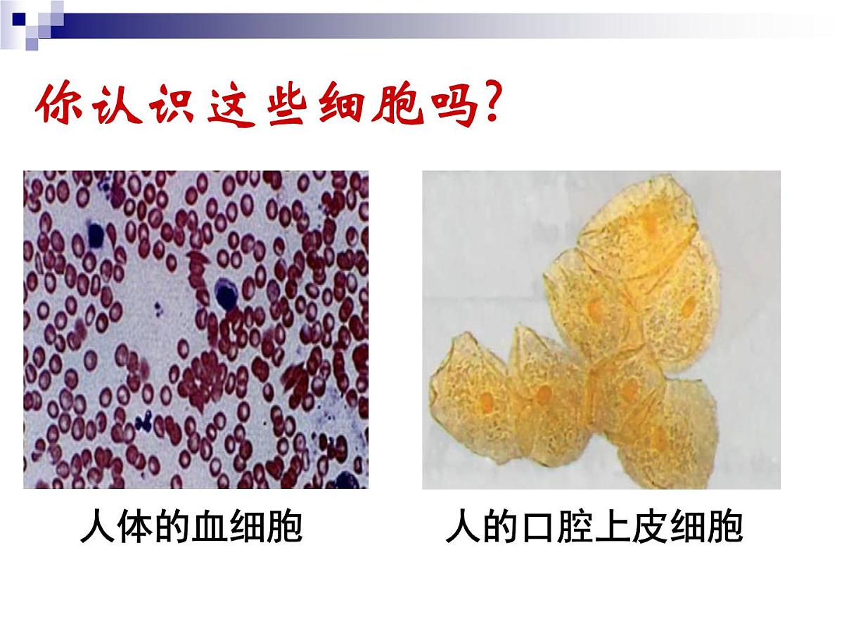 人教版 (新课标)高中生物必修1 1-2《细胞的多样性和统一性》（第2课时）课件第3页