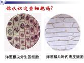 人教版 (新課標(biāo))高中生物必修1 1-2《細(xì)胞的多樣性和統(tǒng)一性》（第2課時(shí)）課件