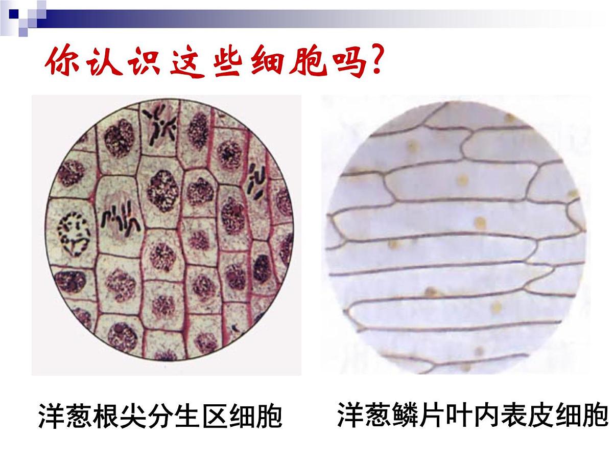 人教版 (新课标)高中生物必修1 1-2《细胞的多样性和统一性》（第2课时）课件第4页