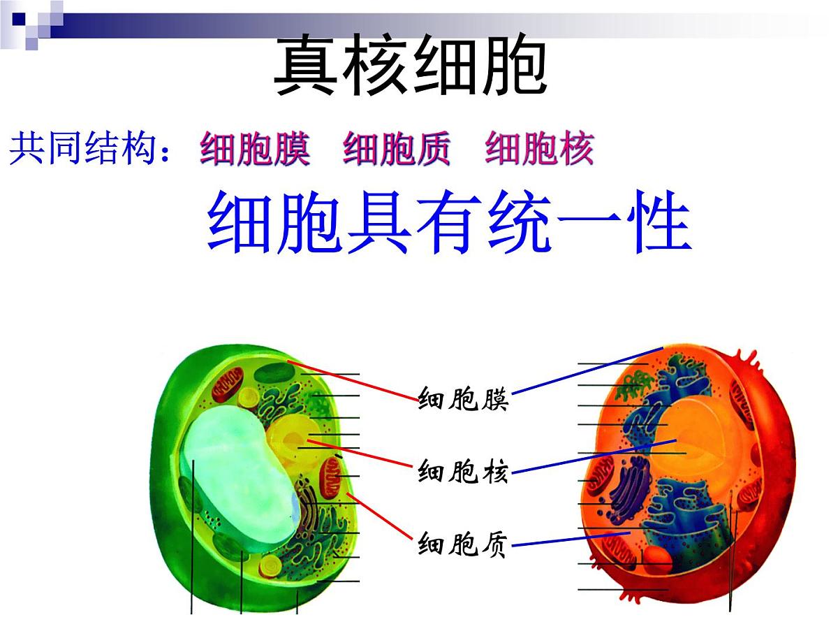 人教版 (新课标)高中生物必修1 1-2《细胞的多样性和统一性》（第2课时）课件第5页