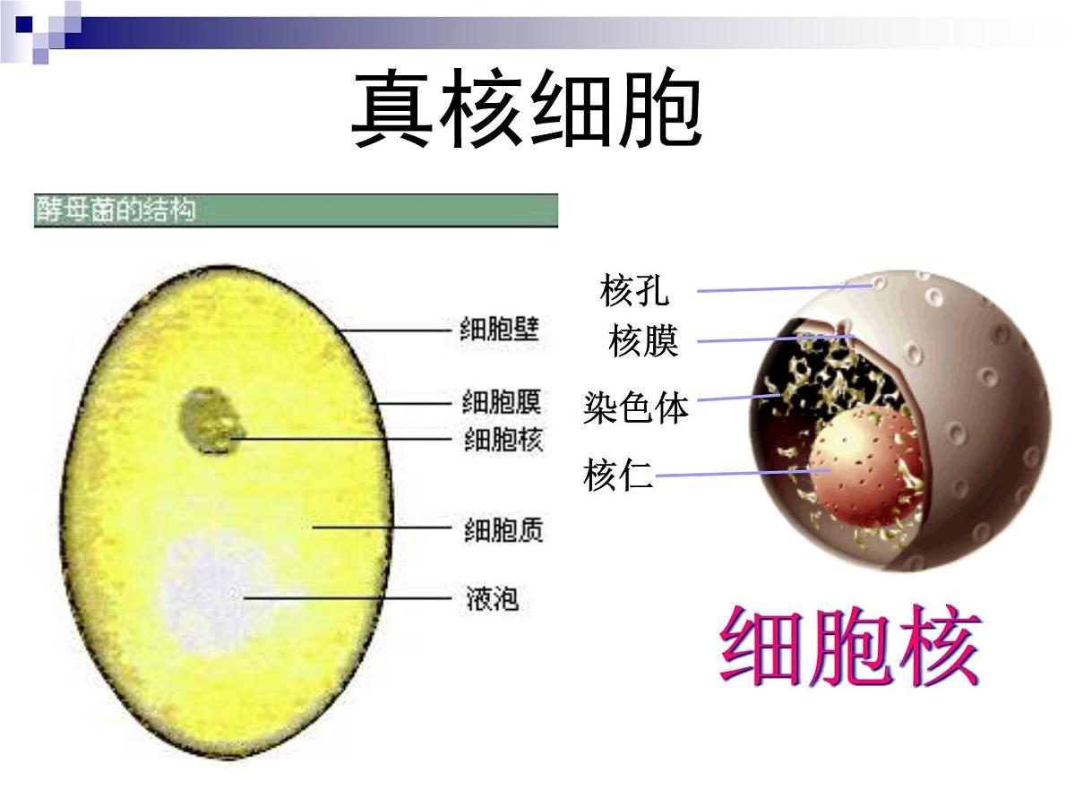 人教版 (新课标)高中生物必修1 1-2《细胞的多样性和统一性》（第2课时）课件第6页