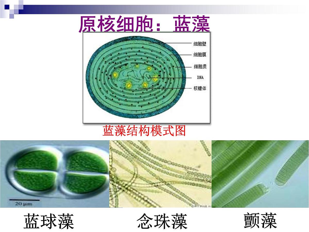 人教版 (新课标)高中生物必修1 1-2《细胞的多样性和统一性》（第2课时）课件第7页
