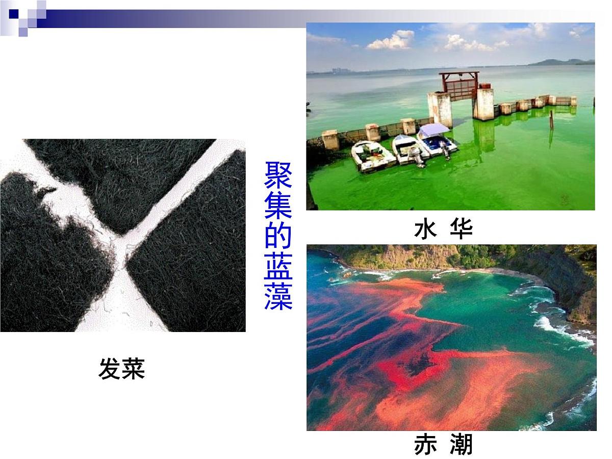 人教版 (新课标)高中生物必修1 1-2《细胞的多样性和统一性》（第2课时）课件第8页