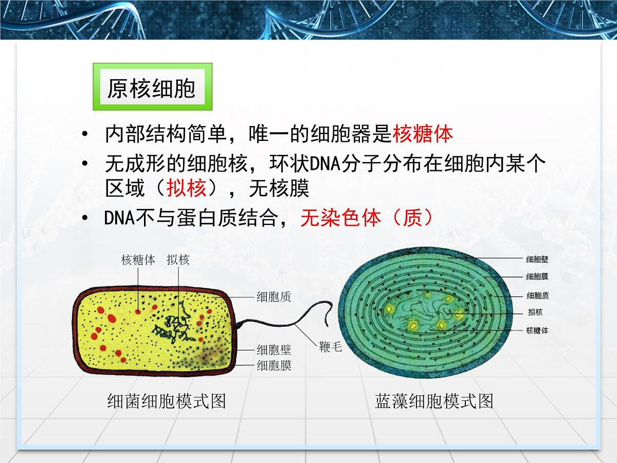人教版 (新课标)高中生物必修1 1-2《细胞的多样性和统一性》第二课时教学课件第6页