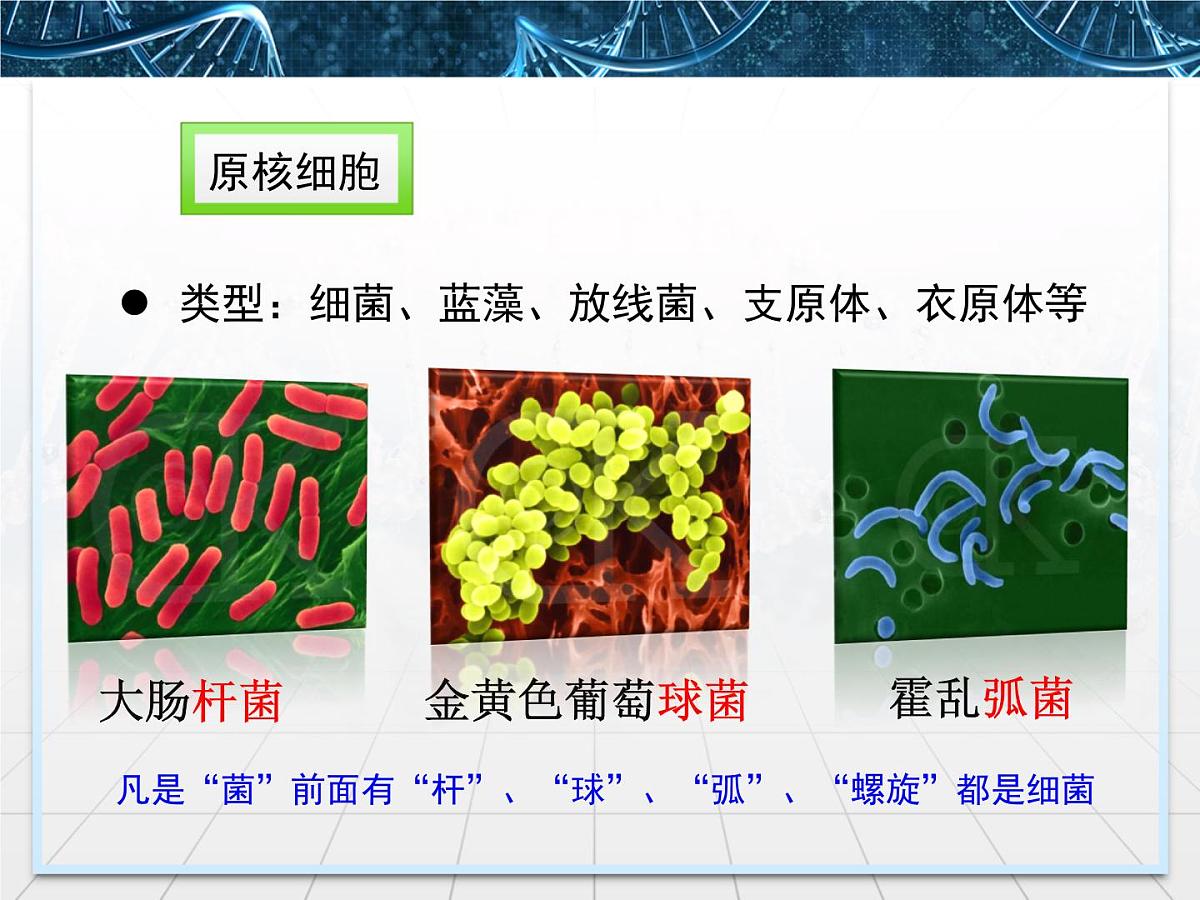 人教版 (新课标)高中生物必修1 1-2《细胞的多样性和统一性》第二课时教学课件第7页