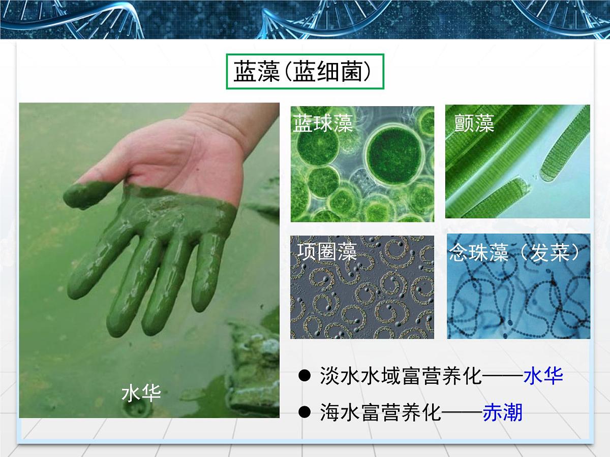 人教版 (新课标)高中生物必修1 1-2《细胞的多样性和统一性》第二课时教学课件第8页