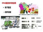 人教版 (新課標(biāo))高中生物必修1 2-3《遺傳信息的攜帶者——核酸》課件