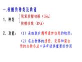人教版 (新課標(biāo))高中生物必修1 2-3《遺傳信息的攜帶者——核酸》課件
