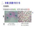 人教版 (新課標(biāo))高中生物必修1 2-3《遺傳信息的攜帶者——核酸》課件